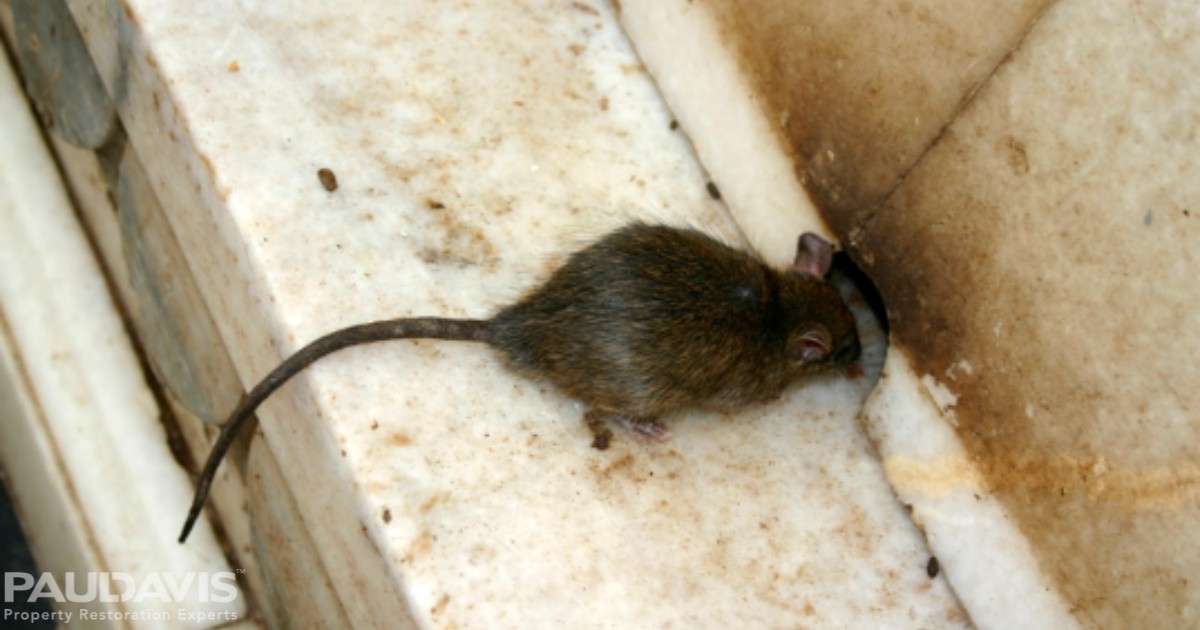 Simple Tips to Defeat Mice and Rodents Seeking Warmer Spaces for Winter