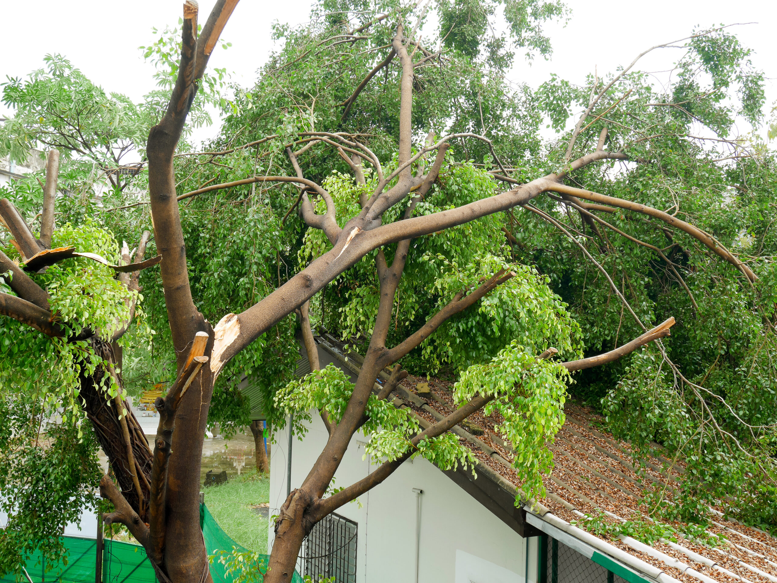 7 Steps To Take To Prepare for Spring Storms