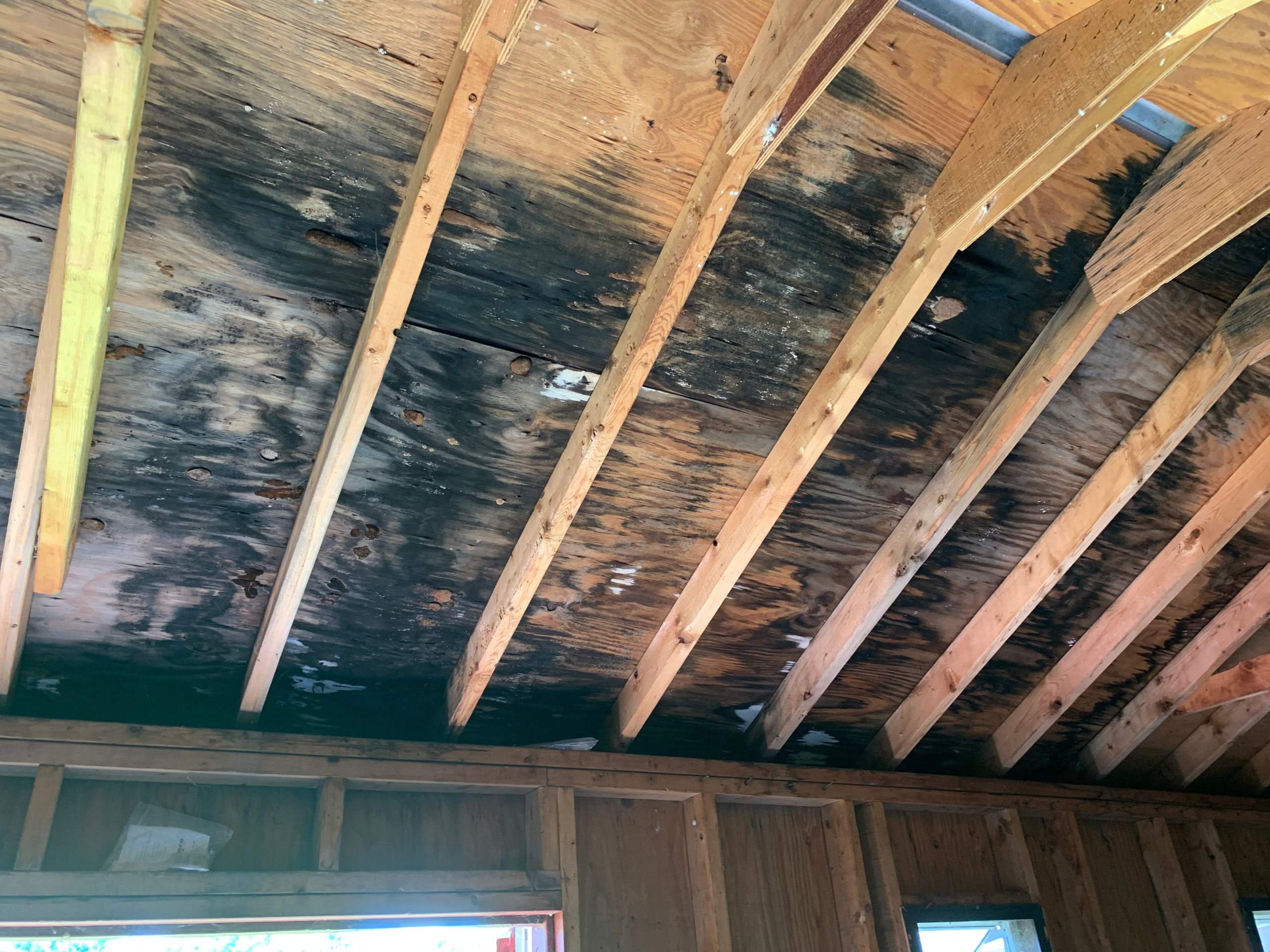 Something Smells Awful! Rooting Out Mold Issues in the Home