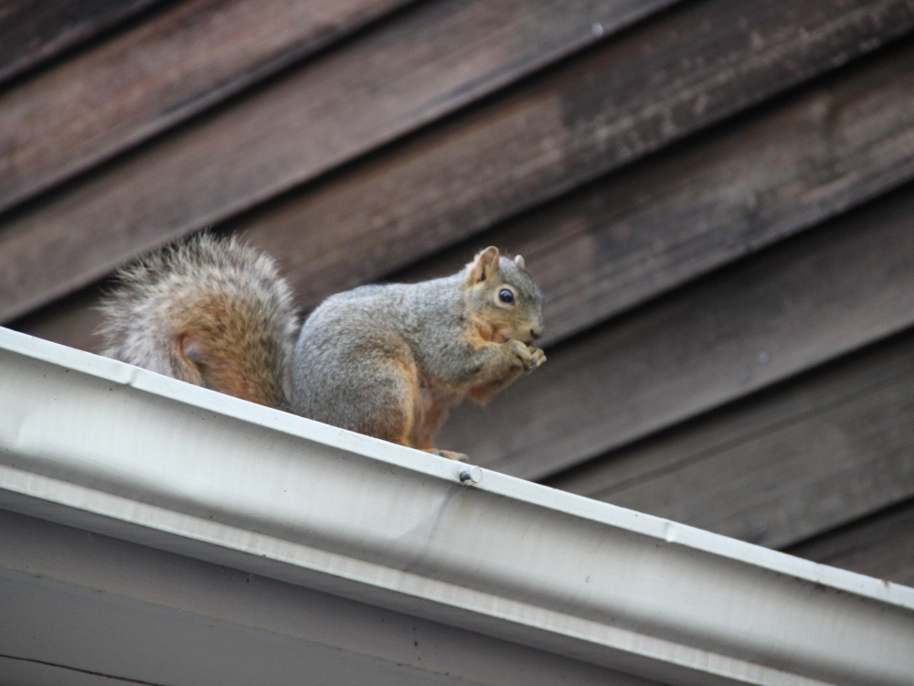 Cute Little Squirrels May Cause Big Home Expenses