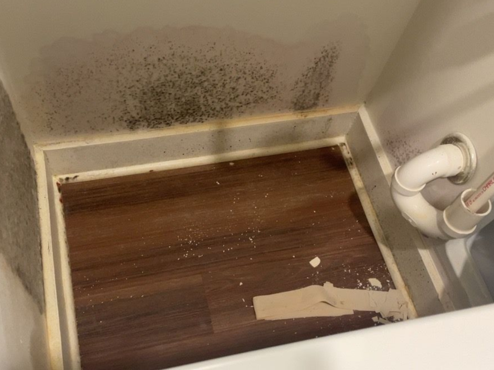 Defeating Indoor Mold at Its Source